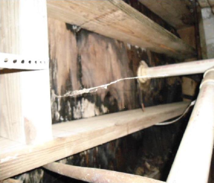 Mold in wall cavity in basement